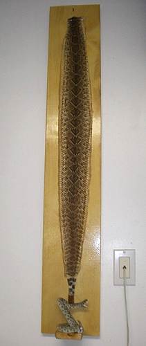 33 Rattlesnake Skin