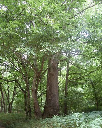 13 Old Sycamore Tree