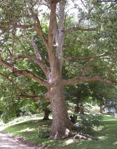 chickpea tree