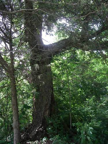 23 Liberty Tree at Pryor Farm - 2008