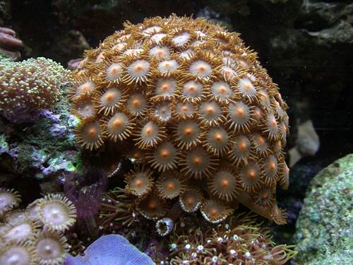17 Colony of Zoanthids