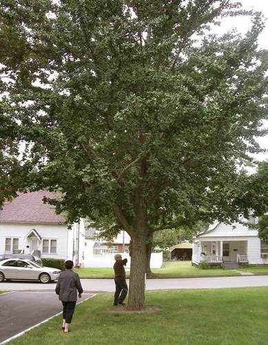 11 Ginkgo tree from Japan - 60 Years Old