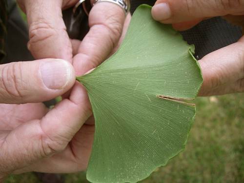 12 Ginkgo Tree Leaf