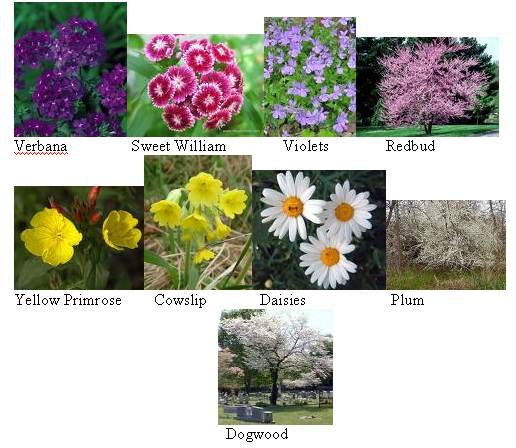 14a Wild Flowers