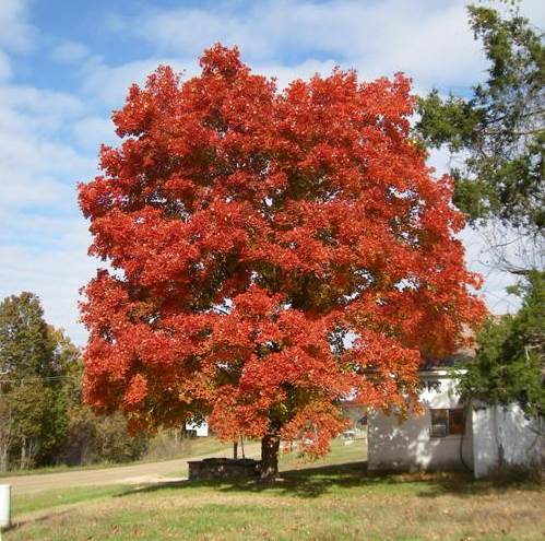 26 Maple Tree at Pryor Novelty Tuscumbia