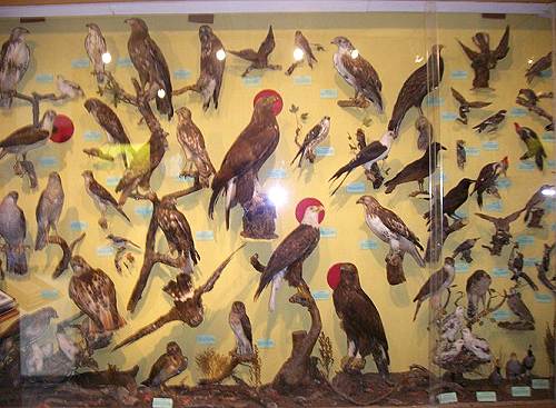 06 Large Bird Mounts