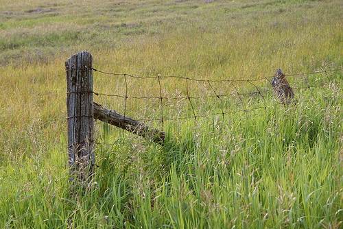 02 Hand Cut Post Woven Wire Fence