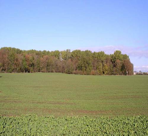 50 Burial Site was along edge of woods in Background