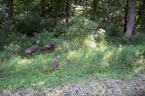 36 Turkey Poults