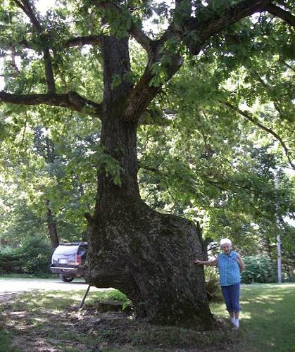 19 Bent Tree on Helen's Home Farm