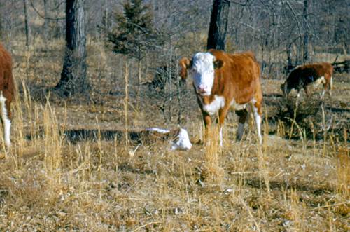 19c One of Dad's Hereford Cows and Calf