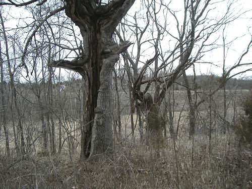 23 Ancient Trees in yard of Oris