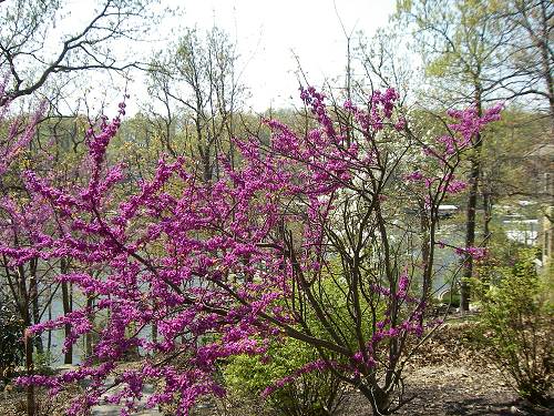 28 Redbud and Dogwood Trees