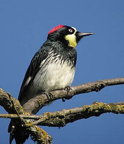 25 California Woodpecker