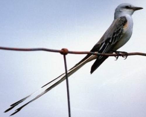 26 Scissor Tailed Flycatcher