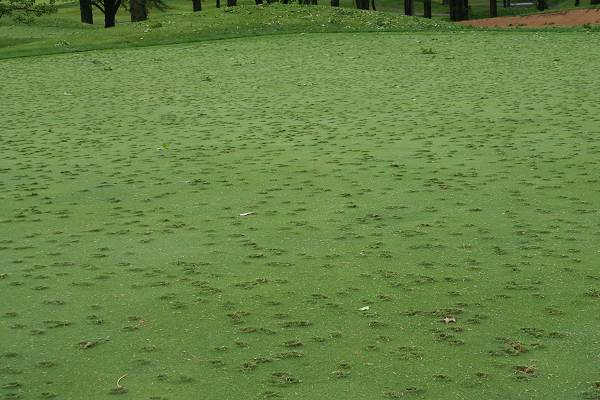 30 Hail Damage on Course Green