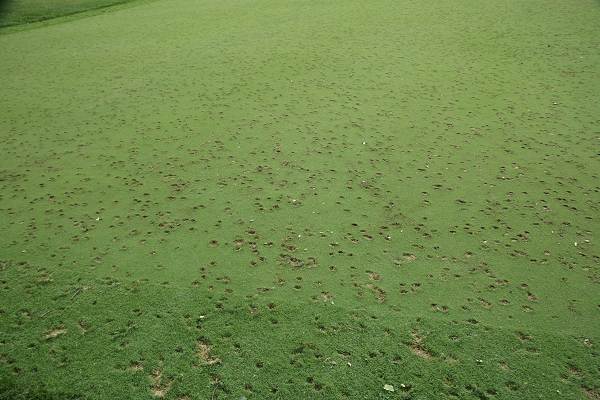 31 Hail Damage at another Course Green