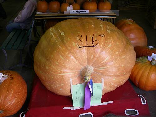 26 Big Pumpkin