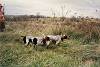 06 Dinah and Speckles on point of Quail Covey in Missouri