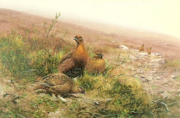 21 "Spring Grouse" by Roger McPhail