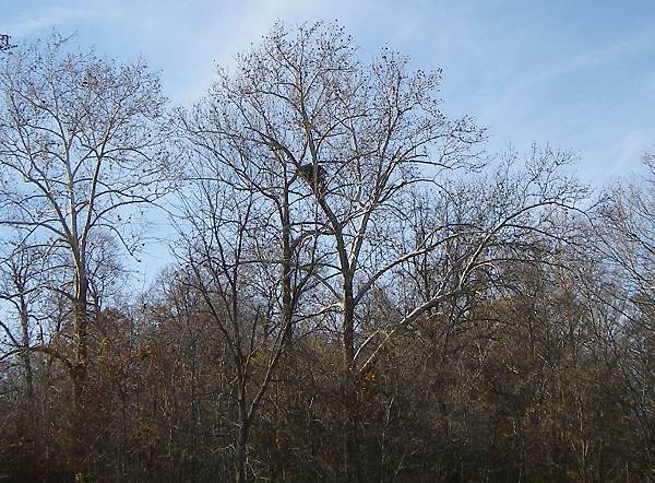 28 Eagle Nest on J.R. Wells Farm