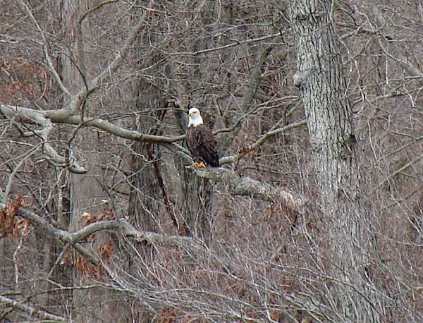 29 Bald Eagle in Tree