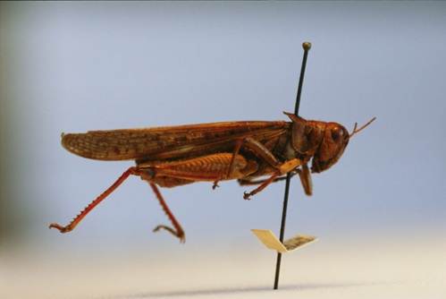 14 Rocky Mountain Locust