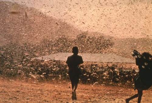 21 Locusts in Arabia