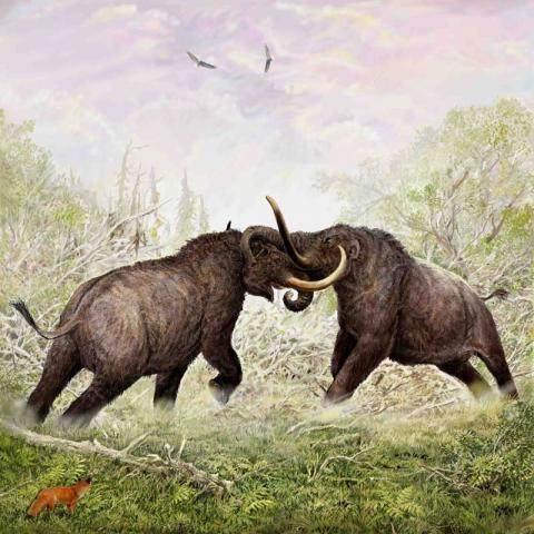 24 Mastodon Fighting Bulls