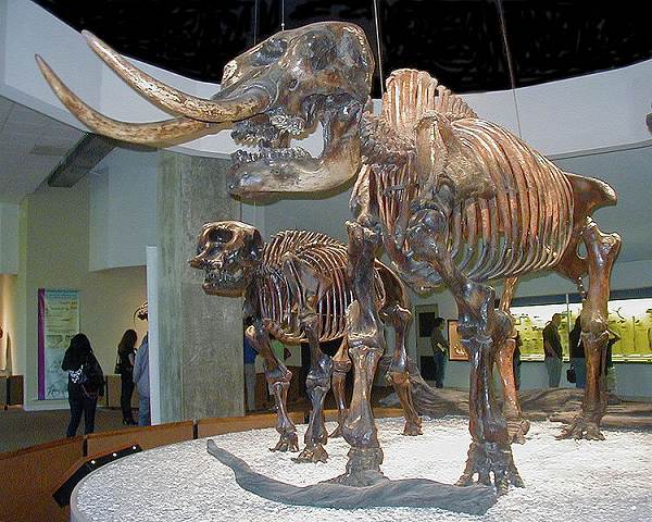 27 Mastodon Female and Offspring