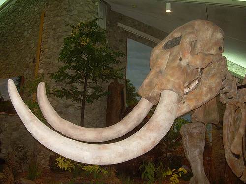 28 Mastodon Skeleton from Missouri State Historic Site
