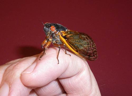22 Cicada