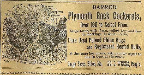 36 Plymouth Rock Cockeral Advertisement