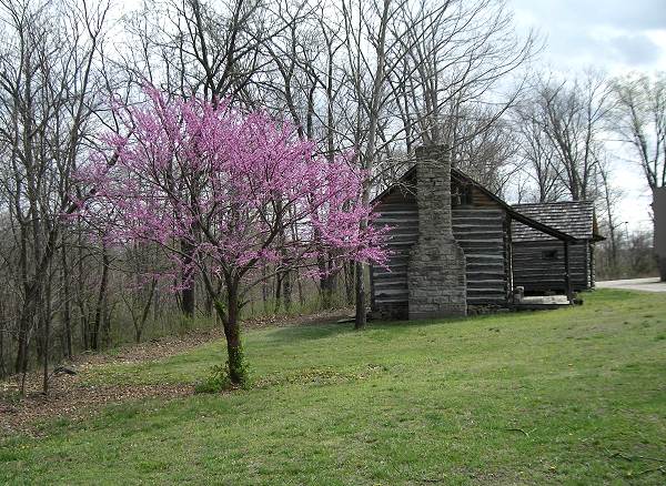 34 Redbud Tree near Lupardus Cabin at Museum Campus