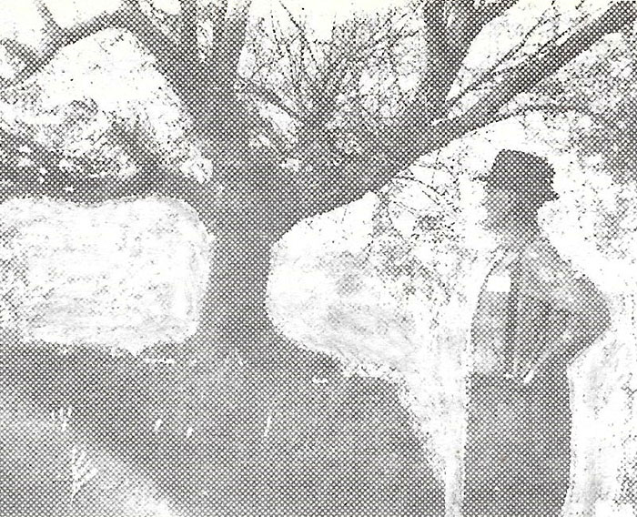 Judge William Jarrett viewing the tree in which his Great-Grandfather was hung