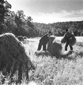  Gathering hay in field 