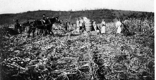 42 Cutting Cane