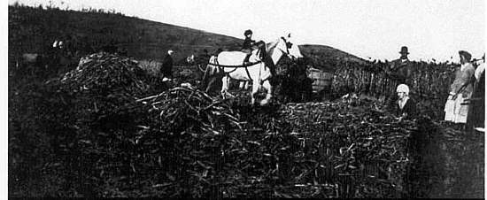 43 gathering the cane