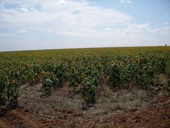 24 sunflower field