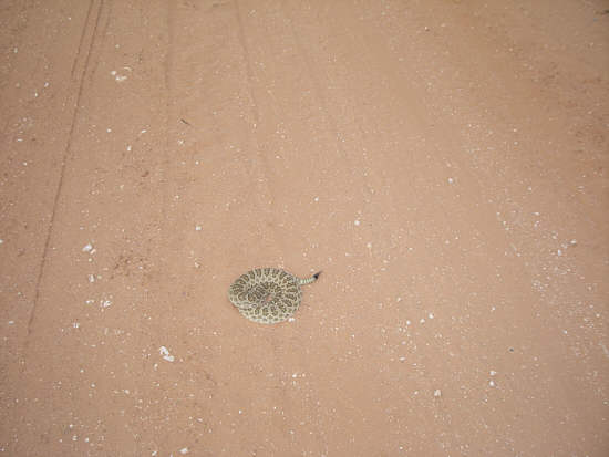 25 sand rattler