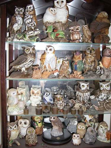 13 Owl Collection