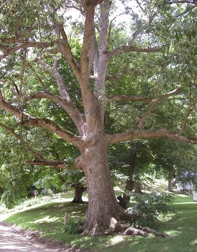 15 Old Chickpea Tree