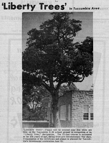 20 Liberty Tree at School - 1976