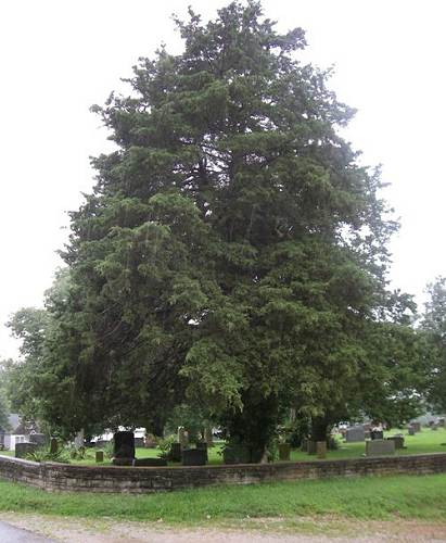 13 Burris area under Big Cedar Tree