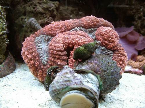 19 Red Brain Coral