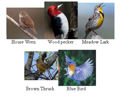 15 Wild Birds