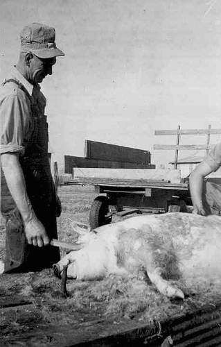 24 Hog Butcher Day