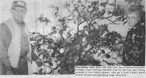03 Clyde and Lucy with Lemon Tree
