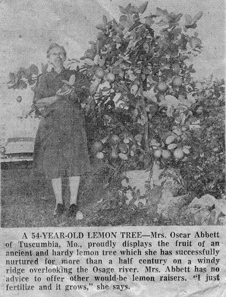 05 Mrs. Oscar Abbott Lemon Tree