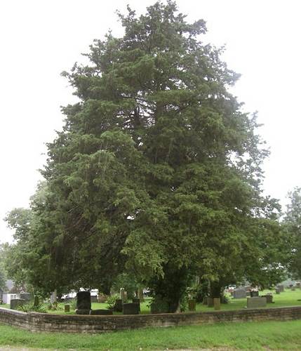 18 Big Cedar Tree at Tuscumbia Cemetery